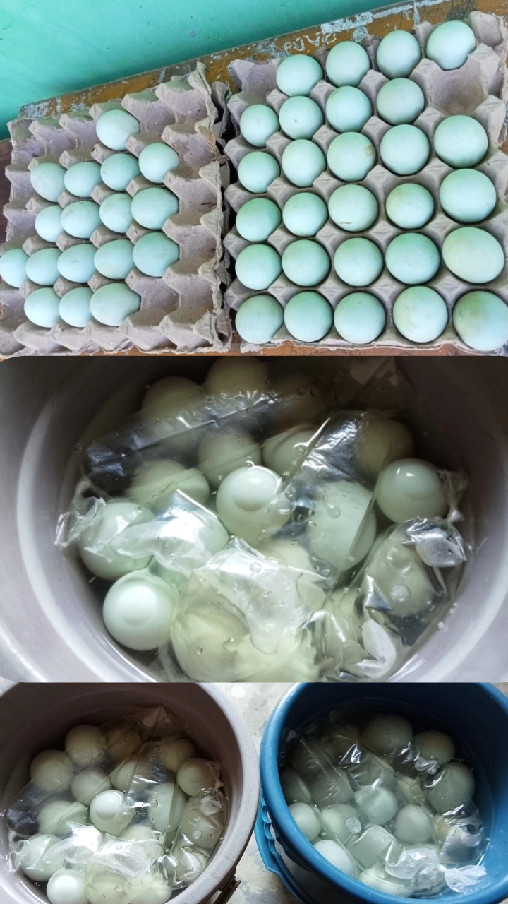 Telur Asin Galaxy